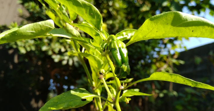 野菜の育て方 Net 野菜の育て方 Net